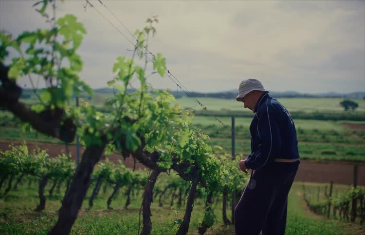 An elderly farmer in a bucket hat carefully prunes young green shoots on his grapevines in a rural vineyard