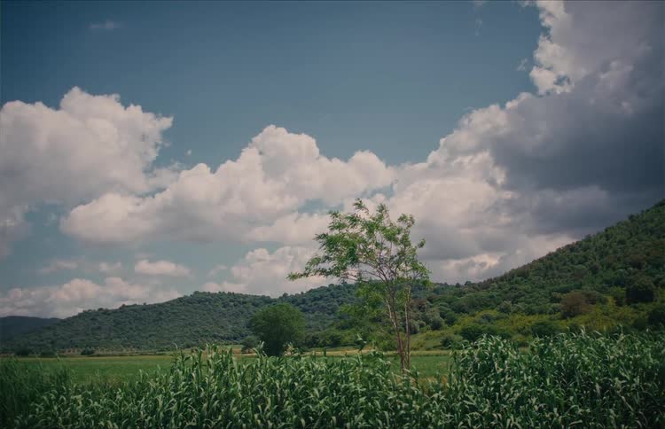 A peaceful countryside scene shows a green field and a single tree blowing in the wind in front of green hills and a cloudy sky