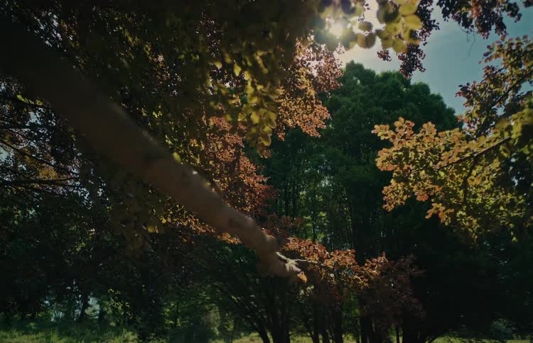 Low angle view of sunlight shining through a canopy of lush green and red leaves in a serene forest setting