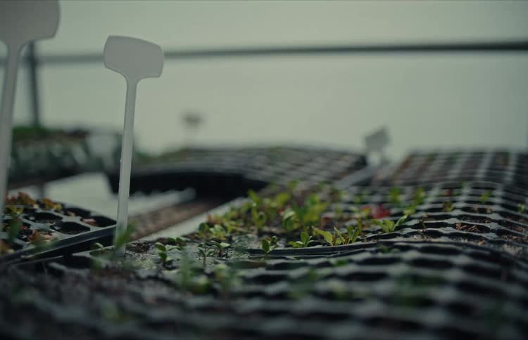 A gardener gently waters young seedlings in trays inside a greenhouse in slow motion