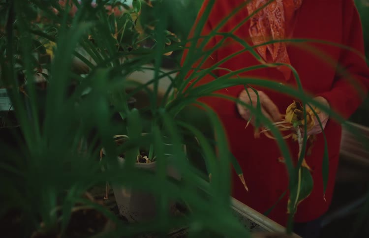 An elderly woman in a red sweater gently cares for a potted plant, pruning dead leaves in a lush greenhouse