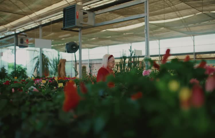 A senior woman looks at the various flowers and plants for sale inside a large commercial greenhouse