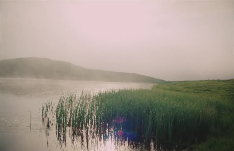 Misty morning scene of a tranquil lake with fog rolling over the calm water and lush green reeds lining the bank