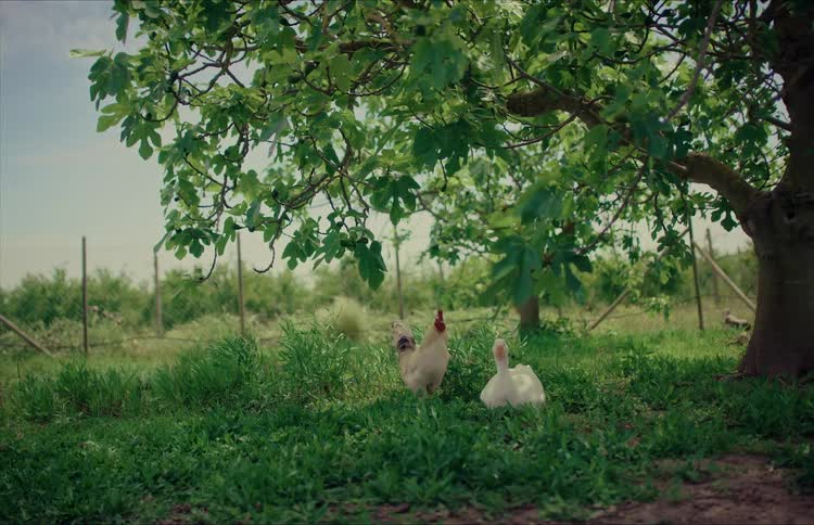 A rooster, a hen, and a goose rest together in the shade of a large leafy tree on a farm