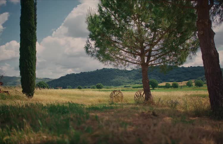 A serene view of a golden wheat field in the Italian countryside, framed by pine and cypress trees, with rolling hills in the distance
