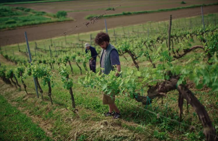 Two farmers work diligently in a lush vineyard, carefully tending to the young grapevines on a bright day