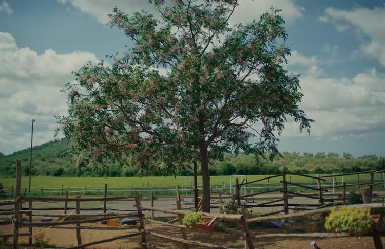 A serene view of a blossoming tree in a rural paddock with green fields and cloudy skies