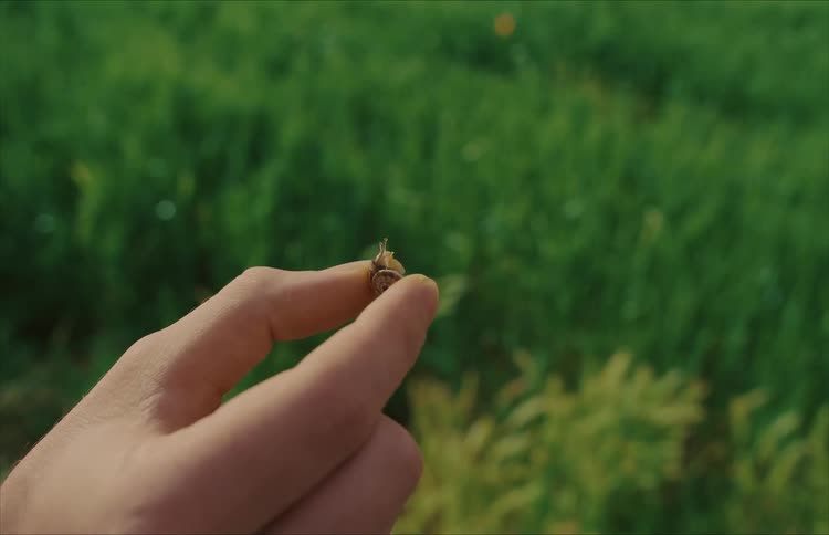 A close-up of a person holding a tiny snail between their fingers with a lush green field in the background