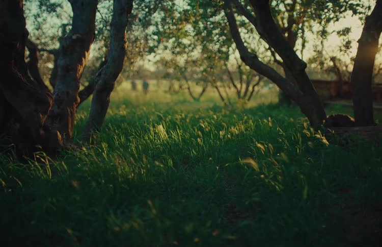 Sunlit green grass sways gently in a tranquil grove during a beautiful golden hour sunset