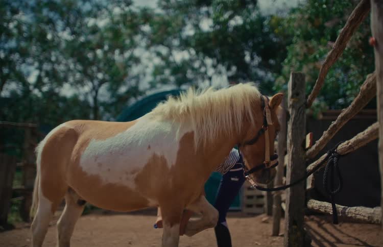 A young woman dressed in equestrian gear carefully cleans the hoof of a beautiful paint pony with blue eyes