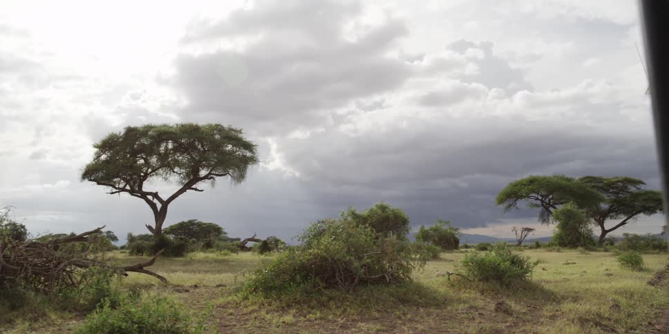 Panning view of trees and bushes