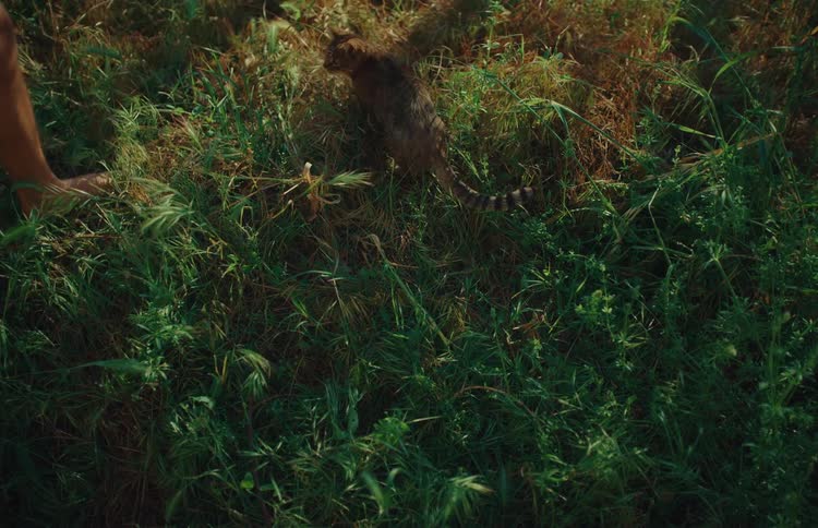 From a high angle view, a barefooted person follows a cat through tall green grass in the warm sunlight