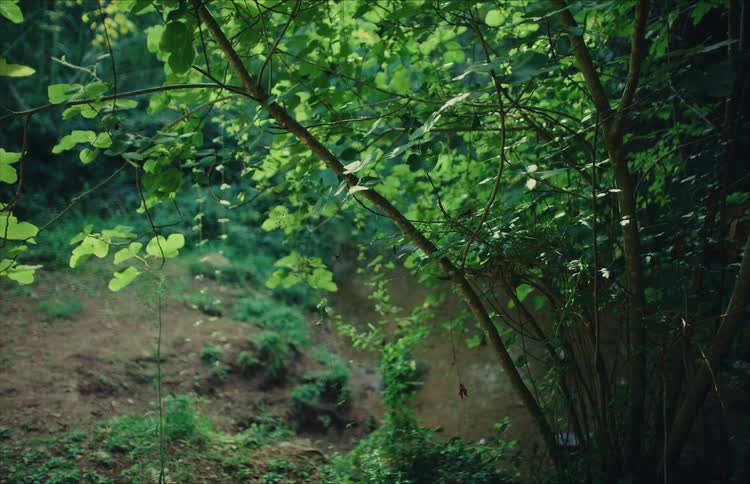 A serene, static shot of lush green foliage and tree branches in a quiet forest