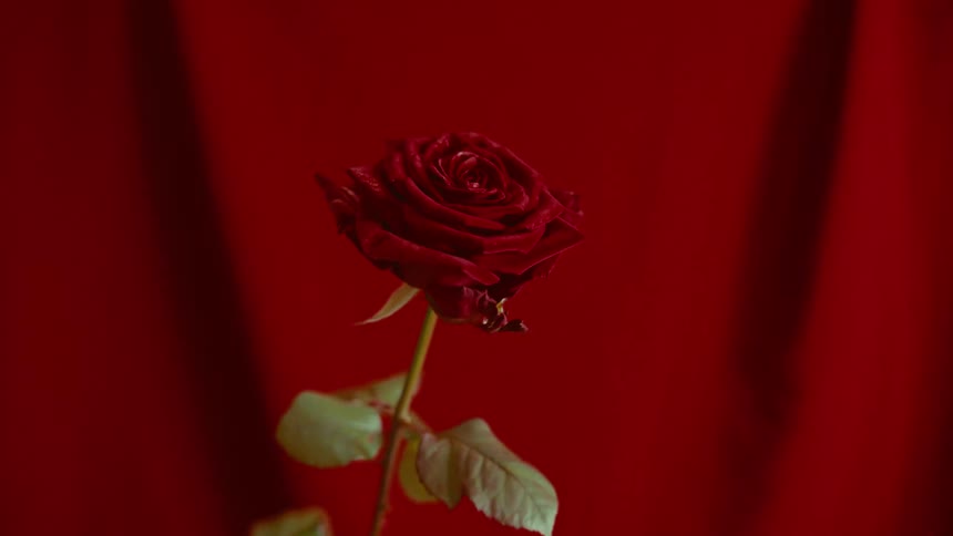 A beautiful red rose with a long stem spins slowly in front of a rich red backdrop