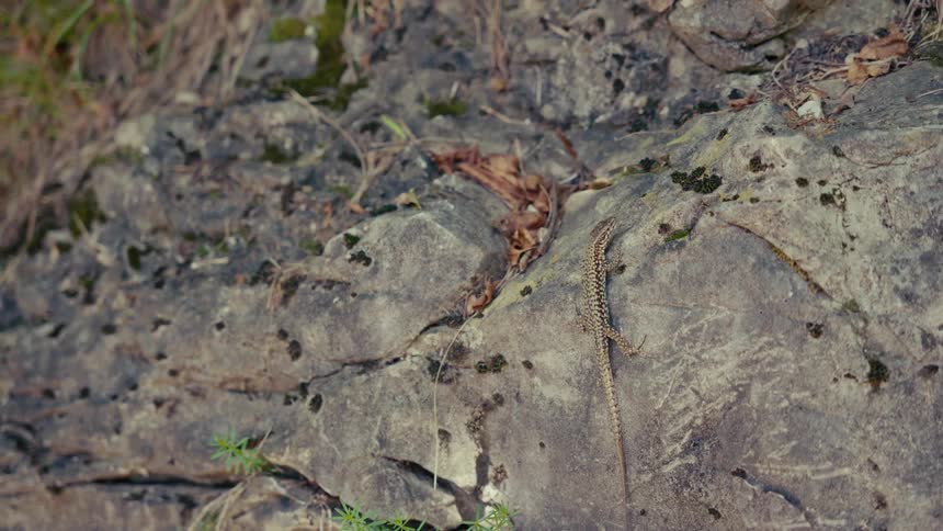 A small lizard sits perfectly still while camouflaged on a large gray rock