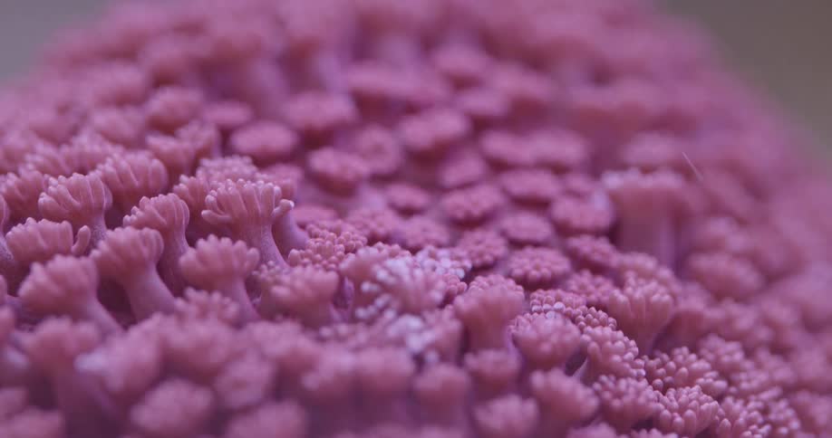 A stunning macro shot reveals the delicate, vibrant pink polyps of a live coral
