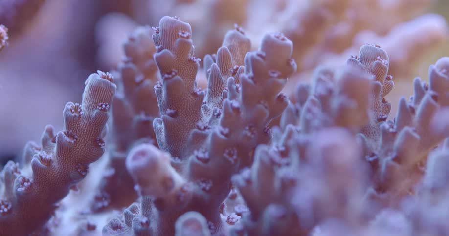 A stunning macro shot reveals the intricate details of a purple acropora coral in an aquarium