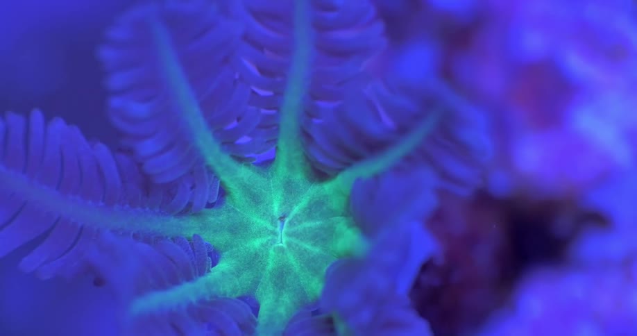 A vibrant green star polyp coral pulsates and glows with bioluminescence in a dark blue, otherworldly underwater scene