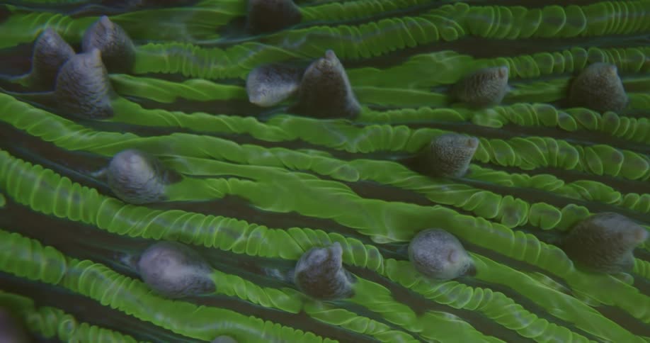 An extreme close-up reveals the beautiful and strange patterns of a green mushroom coral