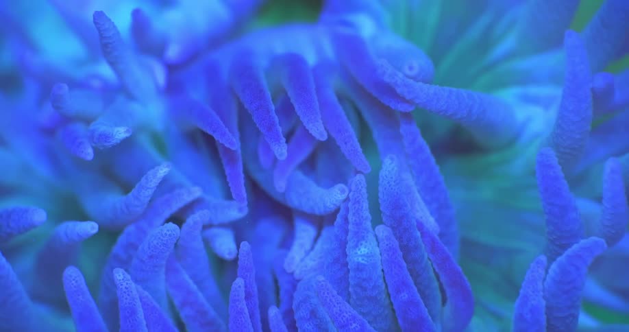 An extreme macro close-up of the vibrant blue and purple tentacles of a sea anemone under fluorescent light