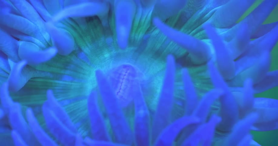 Extreme macro close-up of the fluorescent mouth and tentacles of a blue and green sea anemone