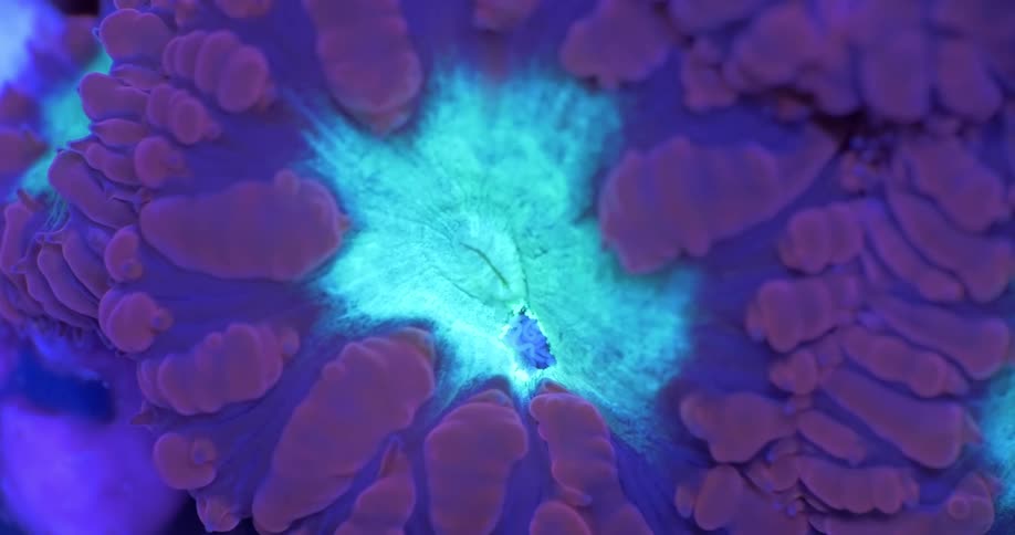 A macro close-up of a fluorescent coral reveals its glowing cyan center and vibrant purple polyps under actinic light
