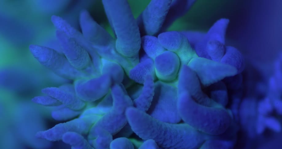 A stunning macro view reveals the otherworldly glow of a fluorescent blue and green coral under actinic light