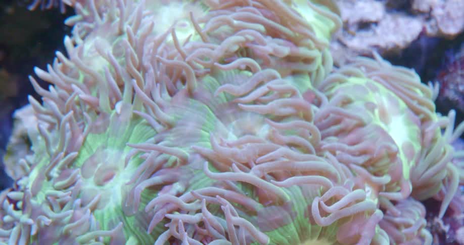 A mesmerizing close-up of a vibrant green and pink coral, its long tentacles gently swaying in the underwater current