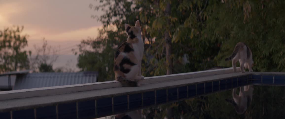 A pair of cats, one calico, relax by the edge of a swimming pool during a serene sunset