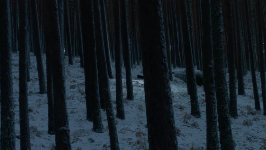 A light glows in snowy woods at night
