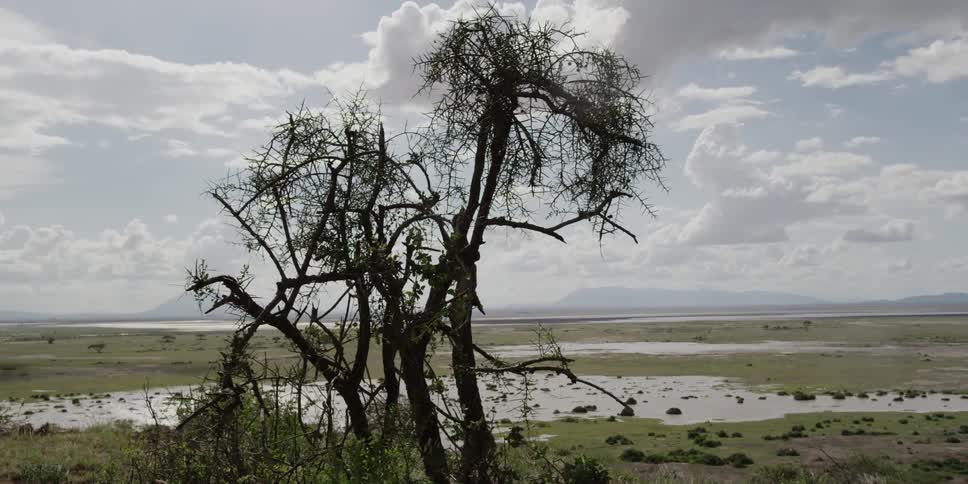 View of swampland on a cloudy day