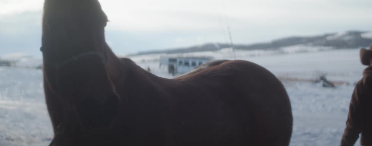 A silhouetted horse stands patiently in a snowy field on a bright, cold winter day
