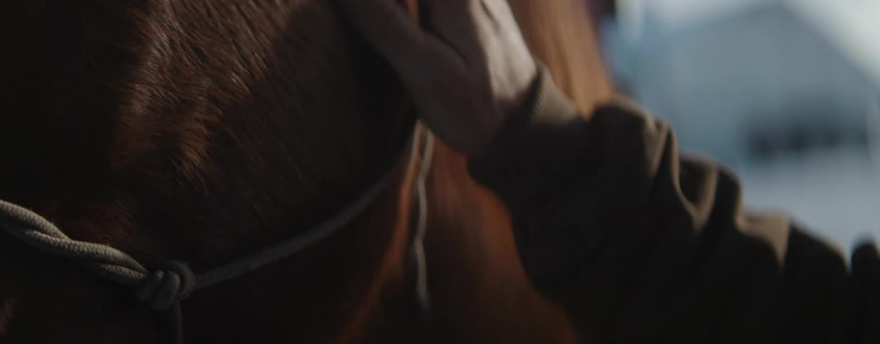 A close-up of a hand gently caressing the face of a brown horse in a dimly lit stable