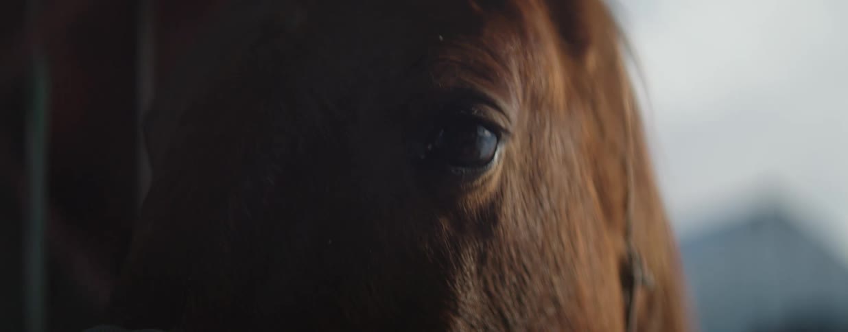 A dramatic, shadowed close-up on the soulful eye of a calm brown horse