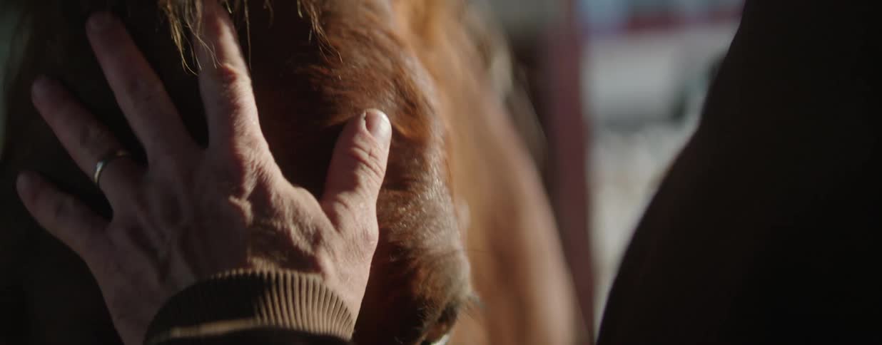 A gentle hand tenderly strokes the face of a brown horse in an intimate close-up