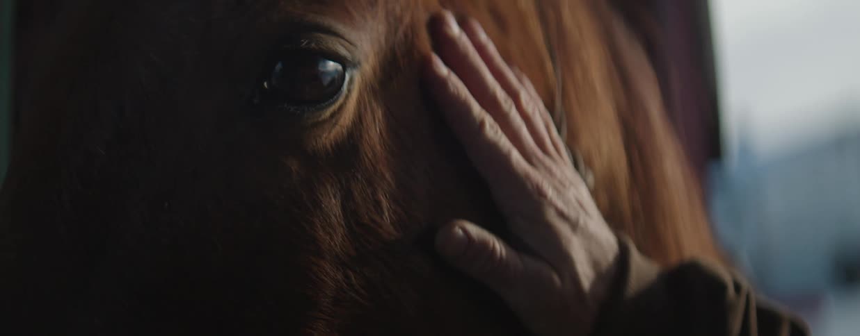A tender close-up shot captures a hand gently caressing the soft fur of a brown horse's face in warm, gentle light