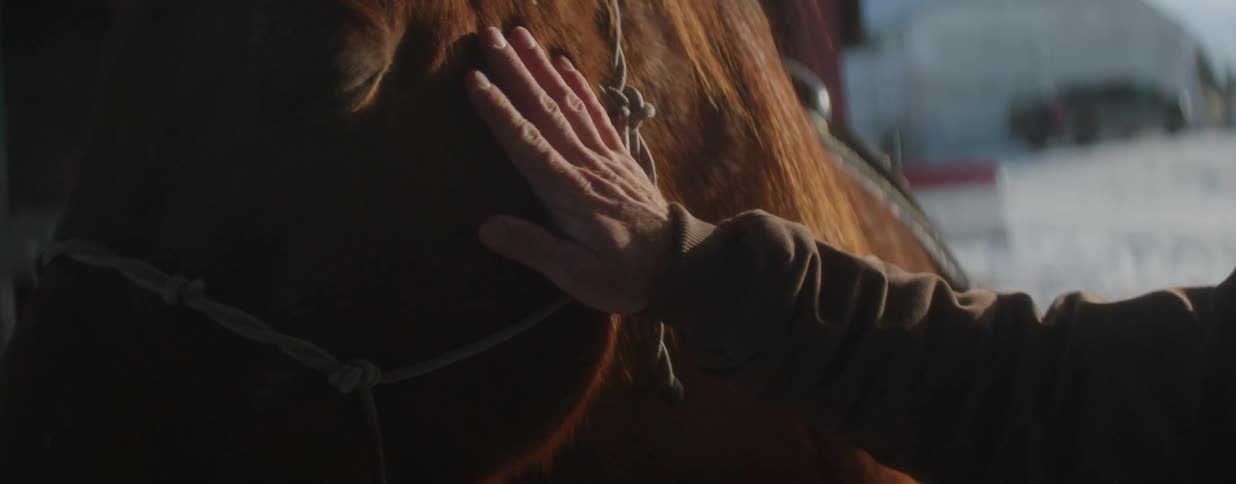 A tender moment captured in slow motion as a hand gently pets a brown horse's face in the warm sunlight