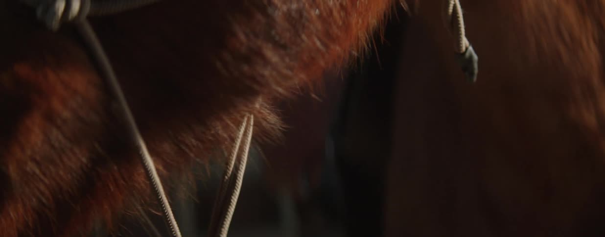 A detailed close-up shot of a brown horse's neck and halter as it breathes in and out