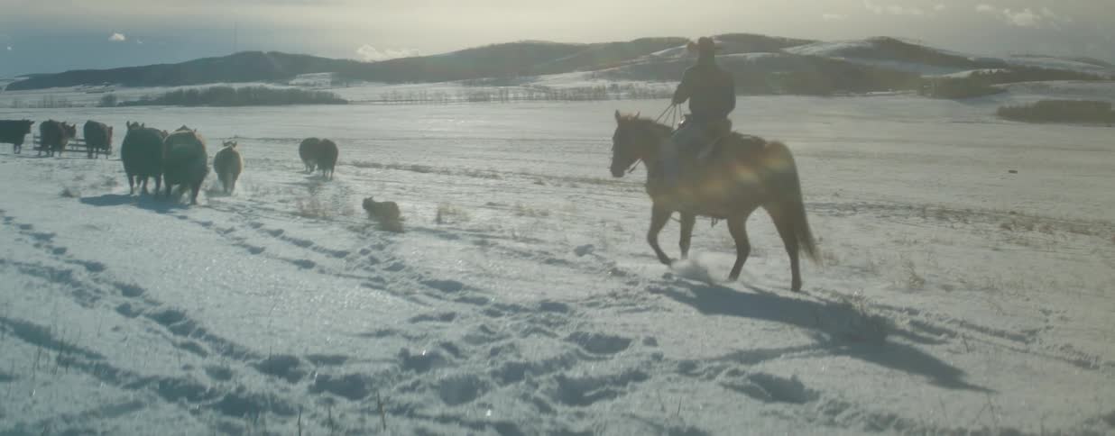 A cowboy on horseback and his trusty dog herd cattle across a vast, snow-covered prairie in the cold winter sun
