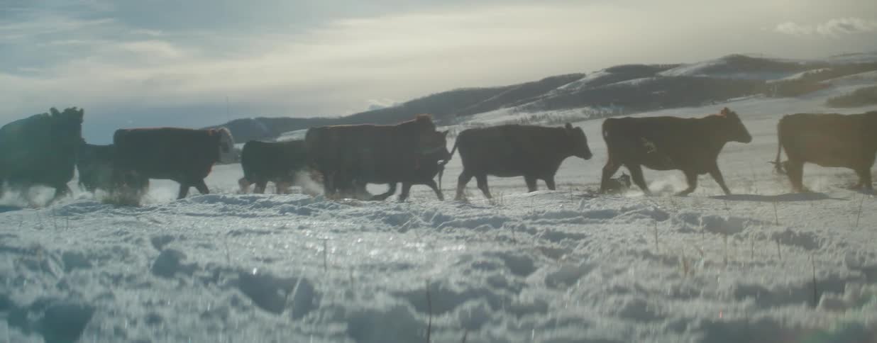 A herd of cows and a loyal cattle dog charge through a sunlit, snow-covered field in dramatic slow motion