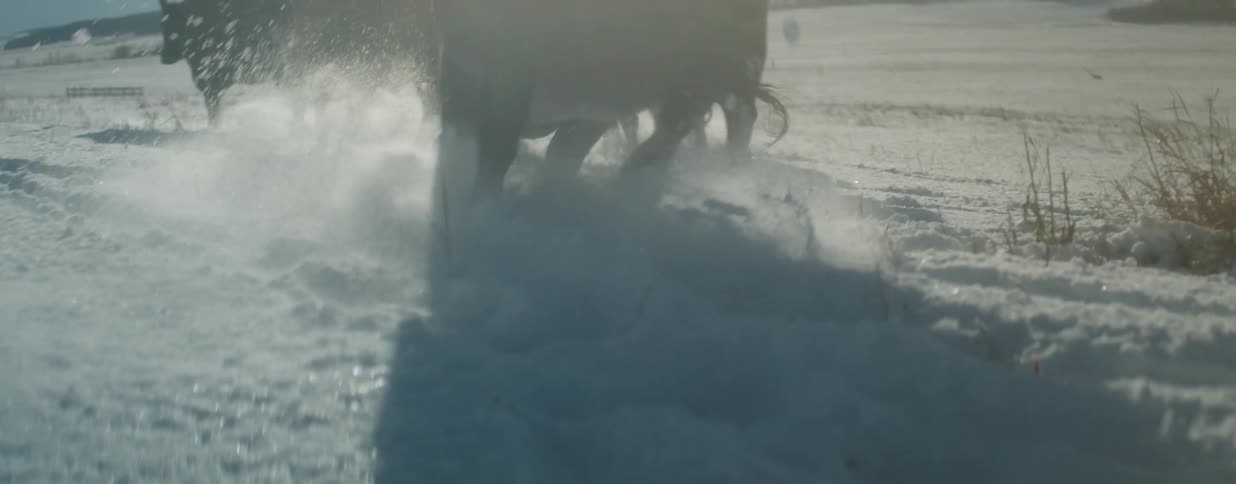 A herd of cattle runs through a snowy field in slow motion with snow kicking up from their hooves as the winter sun flares