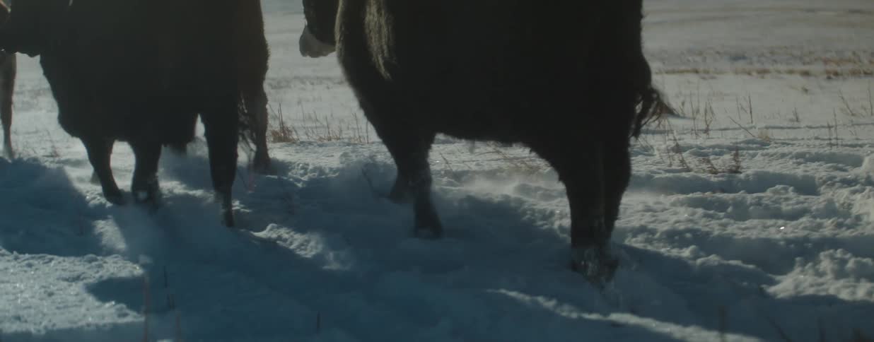 A low-angle, slow-motion close-up shows the powerful legs of a herd of bison trudging through deep snow