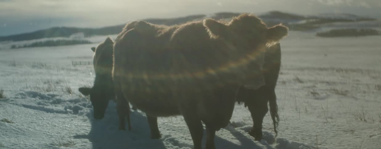 A herd of cows stands in a snow-covered field, backlit by the bright winter sun creating a strong lens flare