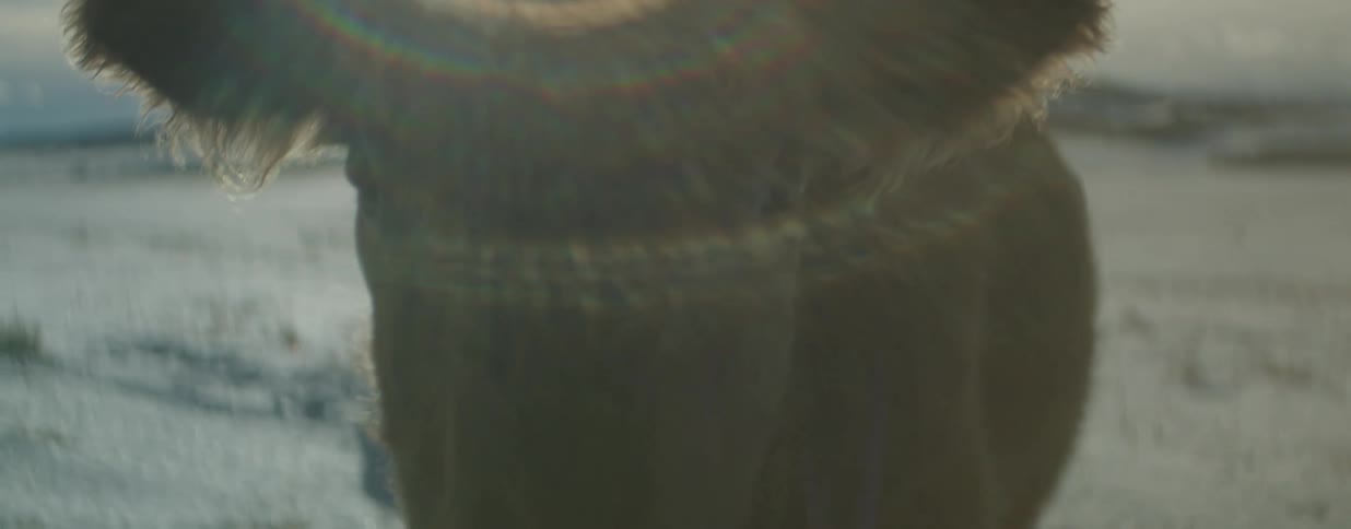 A shaggy brown cow walks directly into the camera lens in a snowy field backlit by the bright winter sun