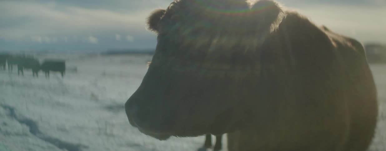 A cinematic close-up of a backlit brown cow looking around in a snowy winter field