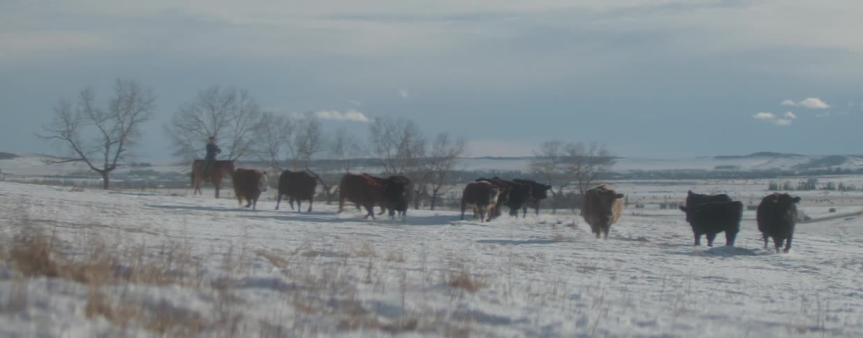 A lone cowboy guides a herd of cattle across a vast, snowy landscape in a slow-motion shot