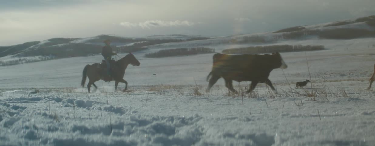 A cowboy on horseback and a herding dog guide a small herd of cattle across a vast, snowy landscape in slow motion