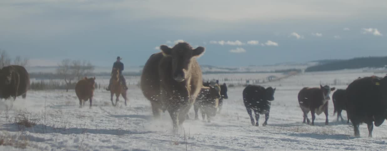 A cowboy on horseback herds a group of cattle running through a vast, snowy field in slow motion