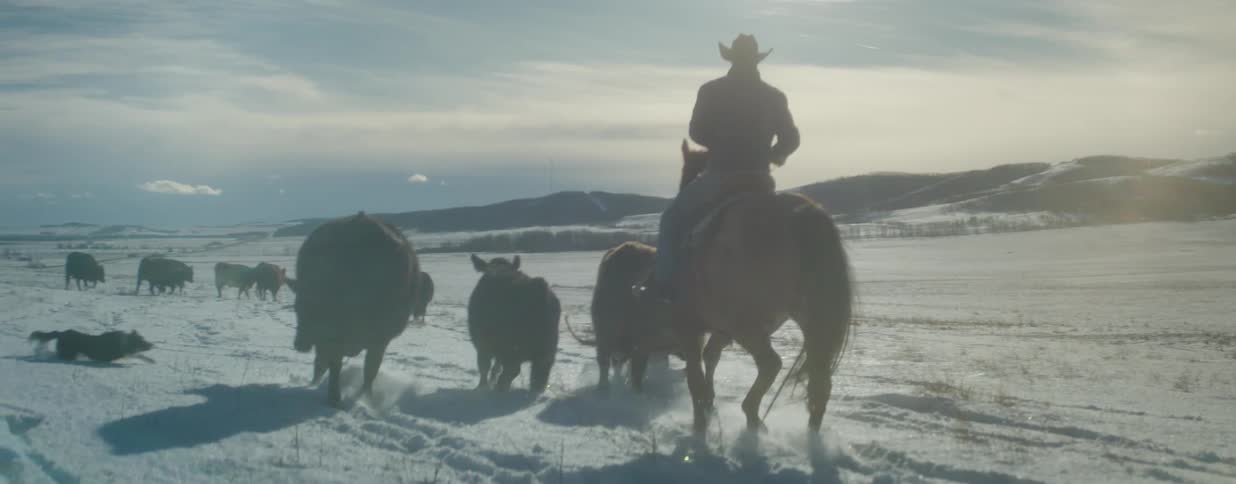 A cowboy on horseback and a herding dog drive a herd of cattle across a vast, snowy field in a cinematic slow-motion shot