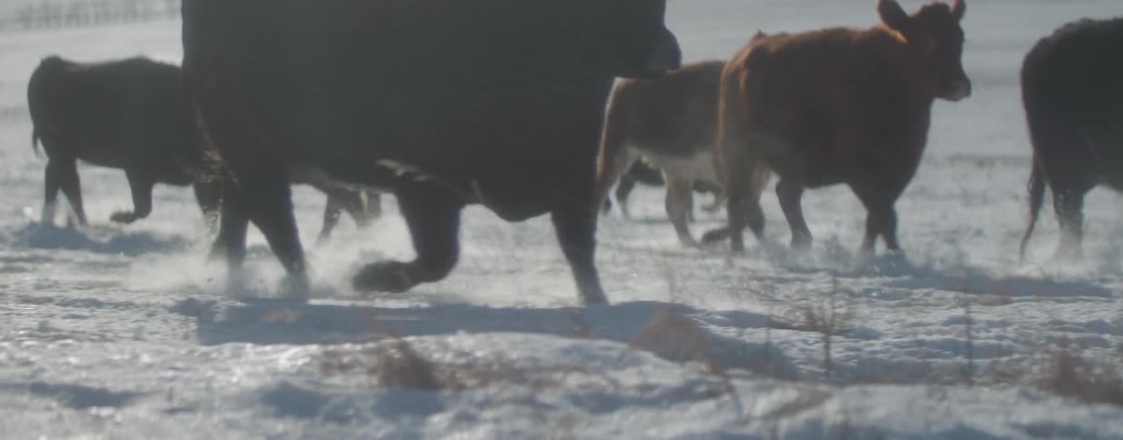 A cowboy on horseback guides a herd of cattle as they run through a snow-covered field in dramatic slow motion